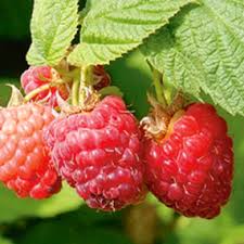 Learn how to identify these issues and what you can do to avoid them when growing root rot is a serious issue that can take hold of a marijuana plant. Encore Red Raspberry From Stark Bro S Raspberry Plants Raspberry Berry Plants
