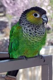 Bird Aviary For Sale Durban Black Cap Conure Conure Parrots Pet Birds Conure