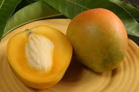Image result for Mangifera
