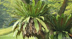 Image result for Asplenium aethiopicum