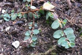 Image result for Euphorbia serpens