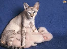 Make sure they test her for felv (feline leukemia virus) and fiv (feline immunodeficiency virus) and discuss the pros and. Cat Pregnancy A Week By Week Pregnancy Calendar Pets4homes