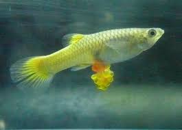 how do guppy fish reproduce a complete guide