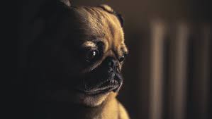 Check spelling or type a new query. Organizations Providing Pet Food For Oklahoma Families Affected By Coronavirus Pandemic
