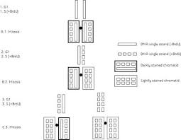 We did not find results for: Cell Division Cytotoxicity And The Assays Used In The Detection Of Cytotoxicity Intechopen