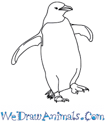 All of my sketches have been drawn from tutorials or reference drawings. How To Draw A Realistic Penguin