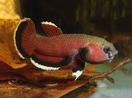 Betta Channoides Aquafood