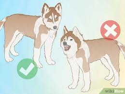 The free spirit siberian rescue opened its doors in 1999 with the intention of rescuing and finding a home for every husky/husky mix in need of rescue. How To Breed Husky Dogs With Pictures Wikihow
