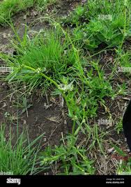 Image result for Spermacoce natalensis