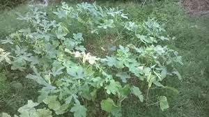 If you see any weeds, clear it. Ladyfingers Plant Free Stock Photo By Shhekhar Kumar On Stockvault Net