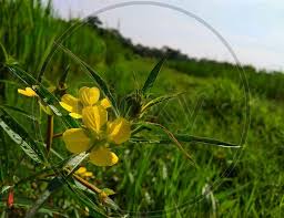 Image result for Ludwigia octovalvis