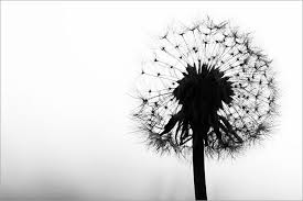 Leinwandbilder pusteblume und über 5000 weitere motive. Schwarzweisse Blumenbilder Kostenlose Und Lizenzfreie Fotos Schone Blumenfotos
