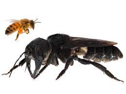 Download World S Largest Bee Is Spotted For First Time In Decades Npr