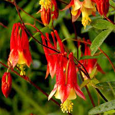 Maybe you would like to learn more about one of these? Eastern Red Columbine Seeds Aquilegia American Meadows