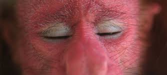 Для просмотра онлайн кликните на видео ⤵. Marabout Cochon Des Mers Top 5 Des Animaux Les Plus Moches Du Monde Mce Tv