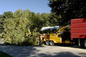 For your tree and stump removal needs, look no further than dee's and bee's! Darby S Tree Service