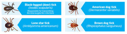 We did not find results for: Nexgard For Dogs All The Facts About This Chewable Flea Treatment