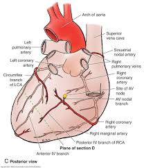 Maybe you would like to learn more about one of these? Posterior View Of The Heart Outlining The Major Arteries Biology Forums Gallery