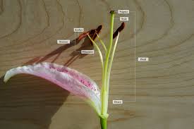 Place the pollen on the reproductive parts of the flower, not the petals. Stay At Home Science Distance Learning