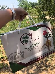 Sâm Bố Chính - Sâm tiến vua đặc sản của Quảng Bình