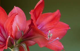 Red amaryllis blooms beautifully in winter. Can I Get My Amaryllis To Bloom Again Unh Extension