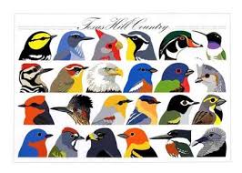 Identification Birds Of Texas Hill Country Texas Hill Country Bird Species Country Critters Bird Species Birds