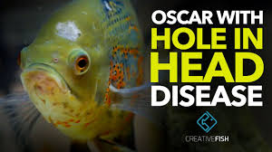 My Oscar Has Hole In Head Disease Treatment Time Youtube