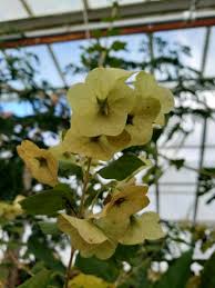 Image result for Karomia tettensis