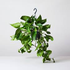 Pothos is called devil's ivy because of its tendency to grow so prolifically that it's hard to kill. Devils Ivy Golden Pothos Indoor Plants In London Patch