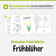 Kostenlose Arbeitsblatter Und Unterrichtsmaterial Fur Den Sachunterricht Zum Thema Fruhbluher In Der Grundschule Fruhbluher Grundschule Grundschule Lernen