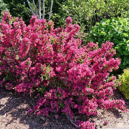 Sonic Bloom® Punch - Weigela florida | Proven Winners