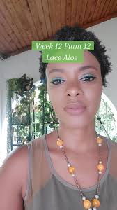 Aloe Aristata, also known as Lace Aloe or Aristaloe aristata is a perfect  succulent houseplant for your indoor garden. The Lace Aloe, or Aloe  aristata (recently reclassed as Aristaloe aristata) plant ...