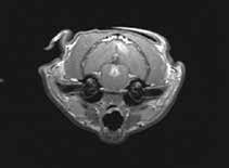 Image result for cuterebriasis in dogs