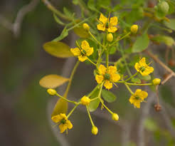 Image result for Vepris sansibarensis