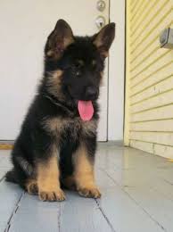 German Shepherd Black And Brown Puppy German Shepard Puppy With Brown And Black Coloring Adorable Animals Cute Animals Baby Animals