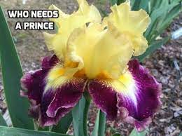 Iris Photo Gallery N Z Iris Garden Iris Beautiful Flowers