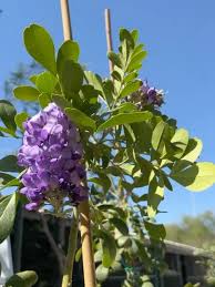 Image result for Millettia lasiantha