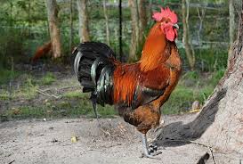 Apalagi jika ayam aduan kesayangan harganya lumayan mahal. 5 Penemuan Tak Sengaja Menjadikan Penemunya Kaya Dalam Sekelip Mata Iluminasi