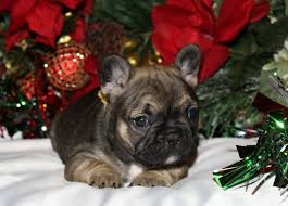 Click here to view french bulldogs for adoption. Harleyville French Bulldogs Pet Service Facebook 846 Photos