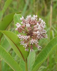 Image result for Asclepias