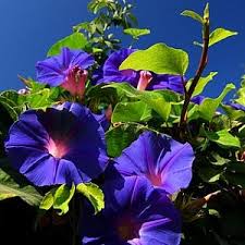 Image result for Ipomoea vernalis