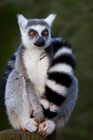 Pin By Amber Rose On Animal Kingdom Cute Animals Animals Lemur