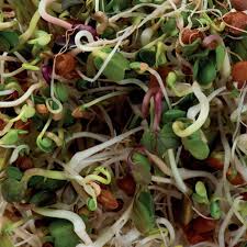 Certified organic sprouting seeds starwest's certified organic sprouting seeds provide a fresh, natural way to supplement one's diet. Organic Sprout Seeds Super Spicy Lentil Crunch Mckenzie Seeds