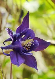 Pin On Purple Passion Media in category dark purple flowers.