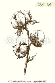 Scegliere i fiori significa anche scegliere la persona cui donarli. Disegno Sfondo Bianco Ramo Matita Cotone Cotton Disegno Naturale Organico Product Sfondo Bianco Canstock