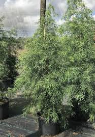 Image result for Scepocarpus trinervis