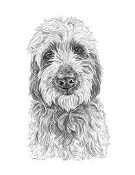 Animal watercolor portrait closeup isolated muzzle of pet, canine hand drawn clipart, animalistic drawing cartoon of the labradoodle dogs stock illustrations. Goldendoodle Art Dog Art Golden Doodle Art Labradoodle Gift Dog Art Print Doodle Art Print Labradoodle Art Goldendoodle Print Goldendoodle Art Labradoodle Art Dog Print Art
