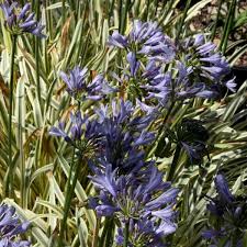 Image result for Agapanthus africanus