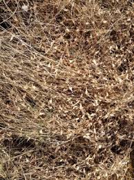 Image result for Arthraxon micans