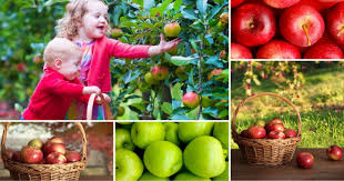 You can teach him how to plant seeds (apple and orange seeds work well, although they won't bloom) and. Apple Lesson Plans For Preschool Stay At Home Educator